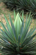 sisal
