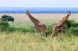 jirafas de Rothschild salvajes en Murhison NP, Uganda