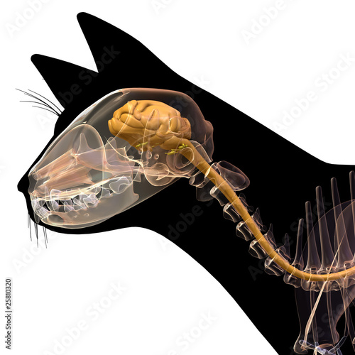 "cat brain" Stock photo and royaltyfree images on Pic