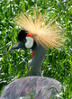African Grey Crowned Crane