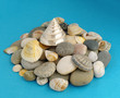 sea clamshells and stones