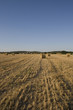 CHAMPS DE BLÉ 2