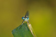 Agrion porte coupe