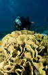 scuba diver and coral