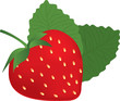 Vector illustration of the strawberry Vector illustration of the strawberry