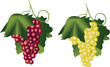 Iillustration of the Red and green vine Iillustration of the Red and green vine