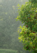 Summer Rain Summer Rain