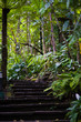 Stone stairs in the forest