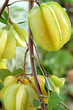 Carambolier, carambole, Averrhoa carambola