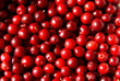 Fresh Cowberry (Vaccinium vitis-idaea)