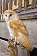 Barn Owl