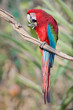 Red Macaw isolated from background