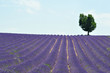 champ de lavande 51 champ de lavande 51