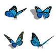 butterfly collection, different views butterfly collection, different views