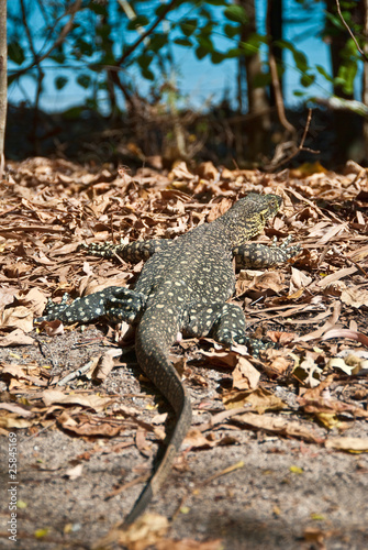 Photo: Monitor Lizard in the Whitsundays Monitor Lizard in the Whitsundays