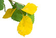 elm elm