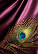 Peacock Feather over Silk Background