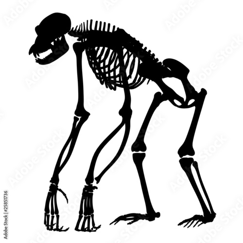 Chimpanzee Skeleton