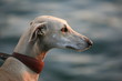 Windhund