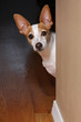 A terrier peeking around a wall.