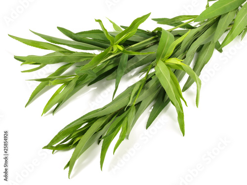 Foto: Estragon Estragon