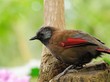 Red-winged Laughingthrush