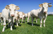 Les vaches(17)
