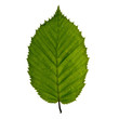 Buchenblatt
