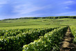 Vignoble Champenois