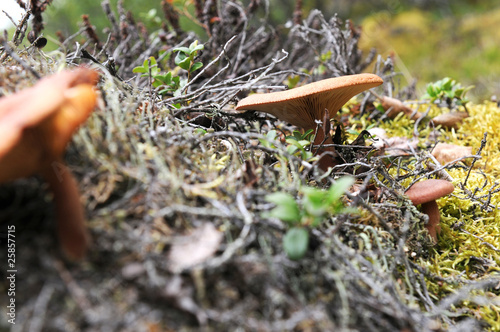 Photo: Mushroom in the brushwood Mushroom in the brushwood