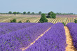 lavande en fleur 13 lavande en fleur 13