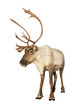 Complete caribou reindeer isolated