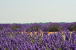lavande en fleur 12