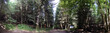 Panorama Foret Alpes