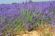 lavande en fleur 8