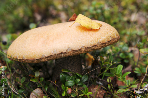 Photo: Mushroom in the brushwood Mushroom in the brushwood