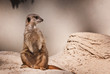 suricate
