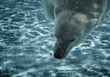 ours polaire