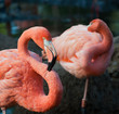 flamants roses
