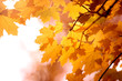 Yellow orange autumn maple leaves background Yellow orange autumn maple leaves background