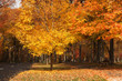 Autumn park Autumn park
