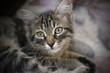 Foto: Cat Cat