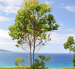 Eucalyptus