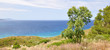 Eucalyptus...méditerranée