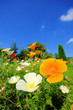 Kalifornischer Mohn - California poppy 30