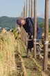 杭立て