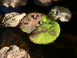 Herbstblätter mit Wassertropfen