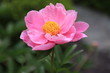 芍薬