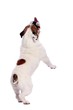 englische Bulldogge springt
