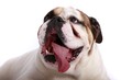 englische Bulldogge begeistert